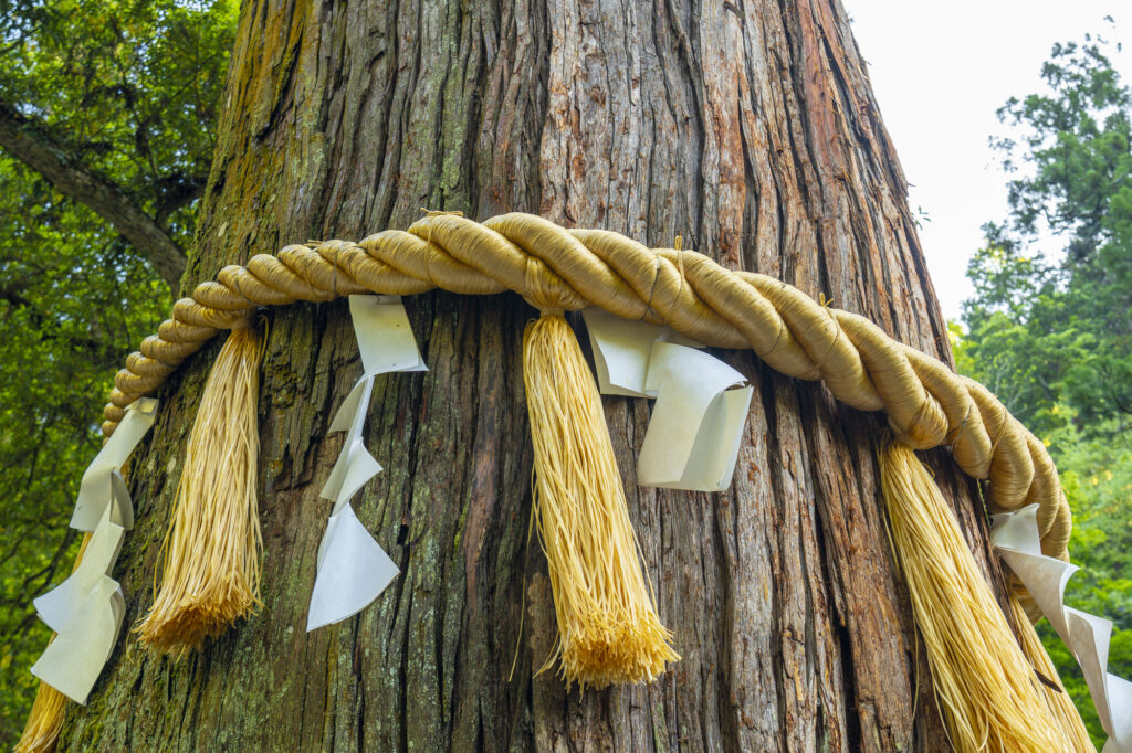 Ancient cedar trunk wrapped with a thick braided shimenawa rope and white paper shide streamers