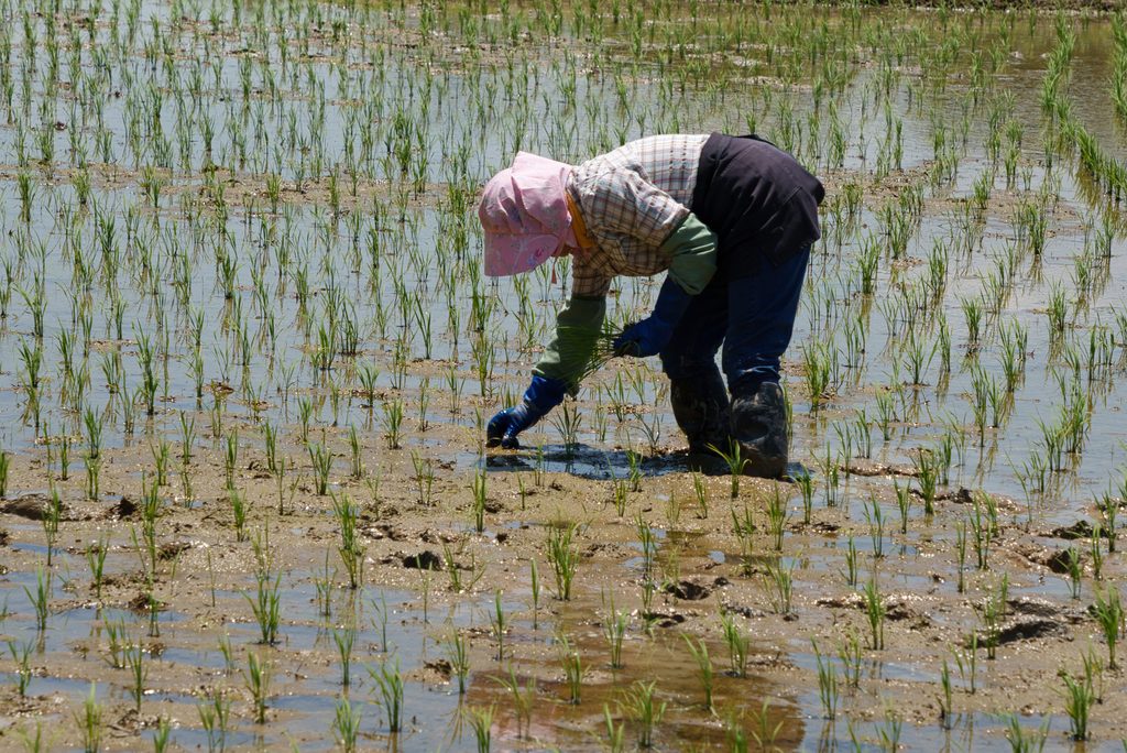 A farmer bent over in a flooded paddy field, planting rice seedlings by hand in rubber boots and a sun bonnet.