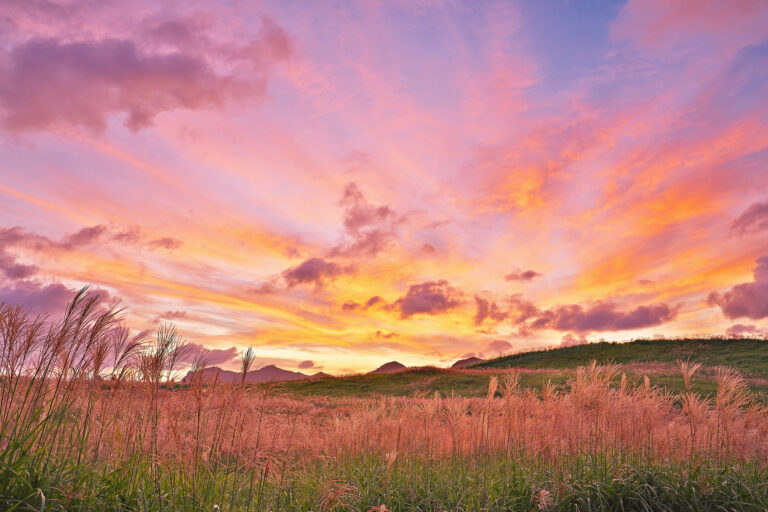 Susuki silver grass on the Soni Plateau under a pink and orange sunset sky