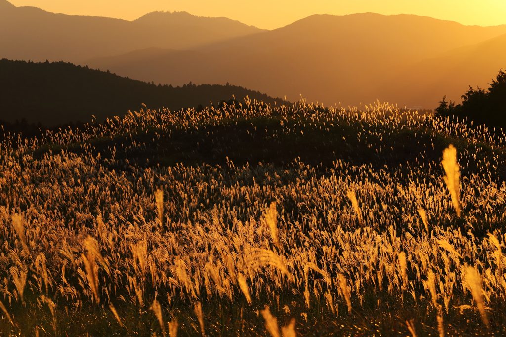Susuki grass glowing gold in the late-afternoon sun on the Soni Plateau, with mountain ridges behind